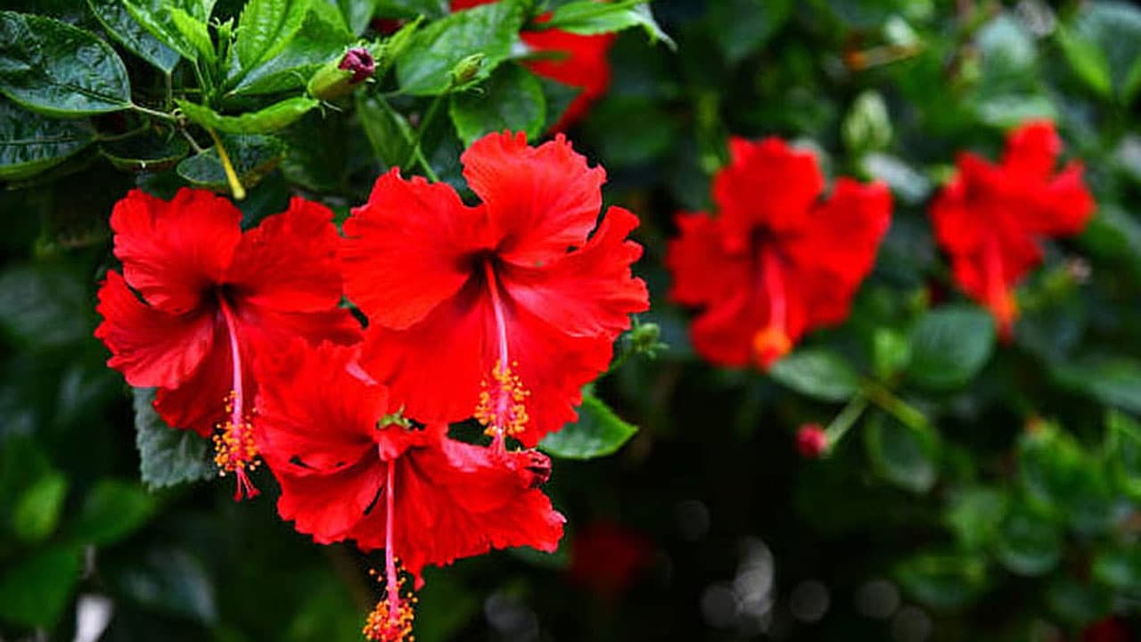 Hibiscus flower 2