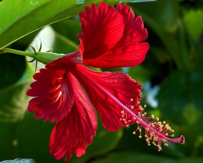 Hibiscus flower 3
